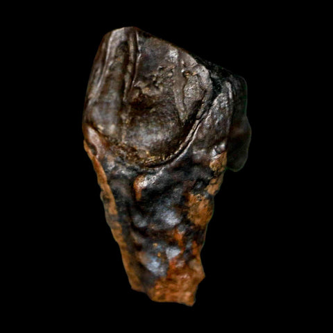 XL 0.8" Triceratops Fossil Tooth Hell Creek FM Cretaceous Dinosaur MT COA Display