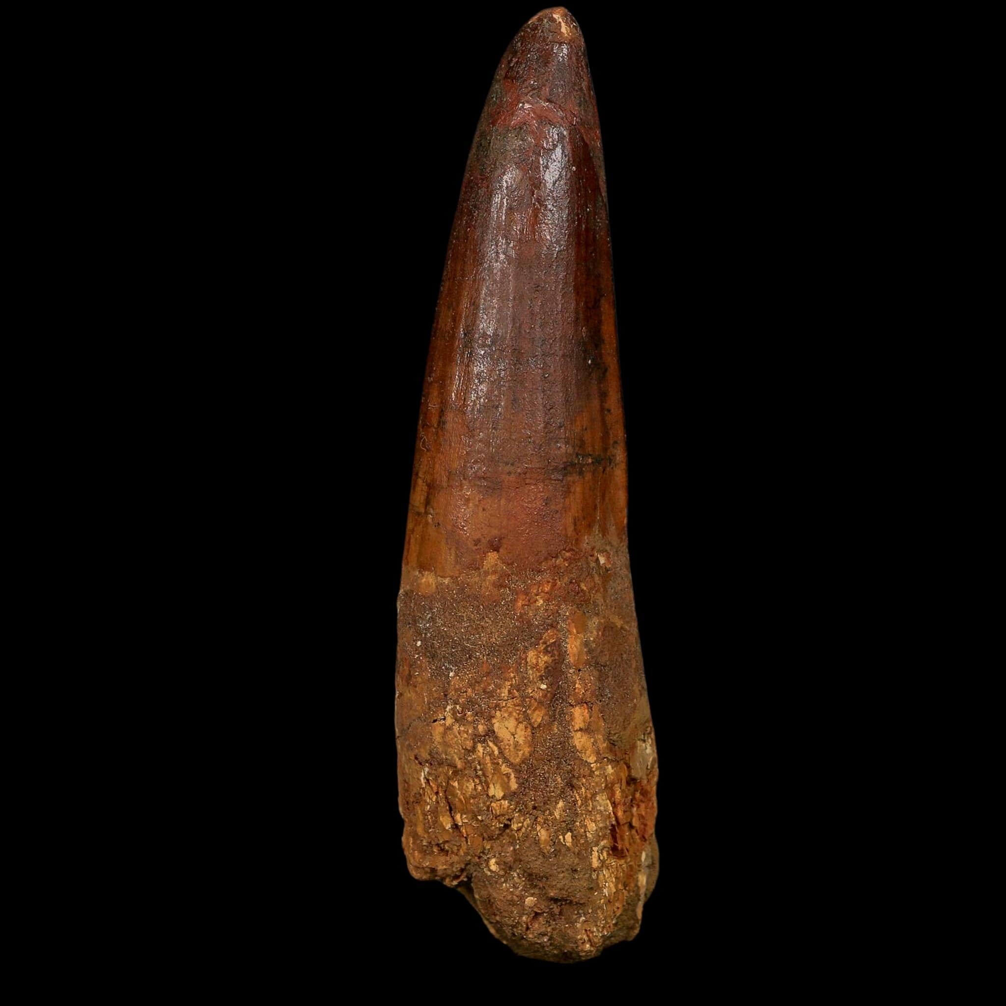 XL 4" Spinosaurus Fossil Tooth 100 Million Years Old Cretaceous Dinosaur COA