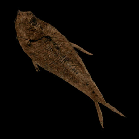 2.8" Diplomystus Dentatus Fossil Fish Green River FM WY Eocene Age COA, Stand