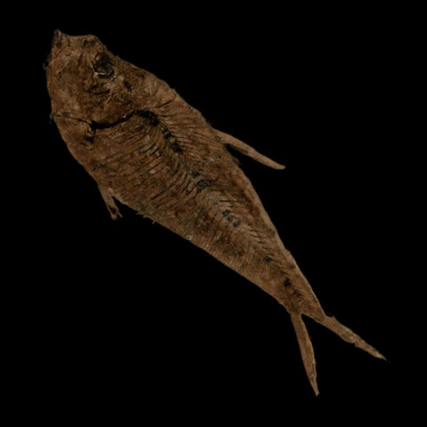 2.8" Diplomystus Dentatus Fossil Fish Green River FM WY Eocene Age COA, Stand