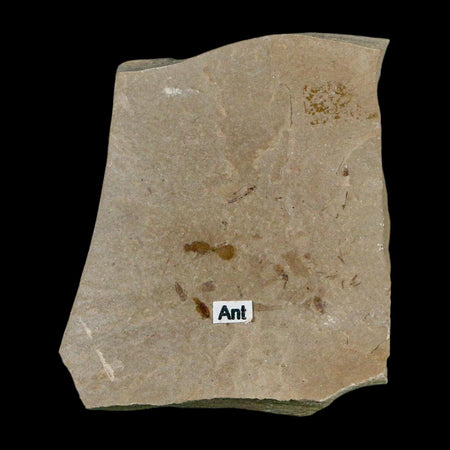 0.3" Fossil Ant Insect Green River Formation Uintah County Utah Eocene Age
