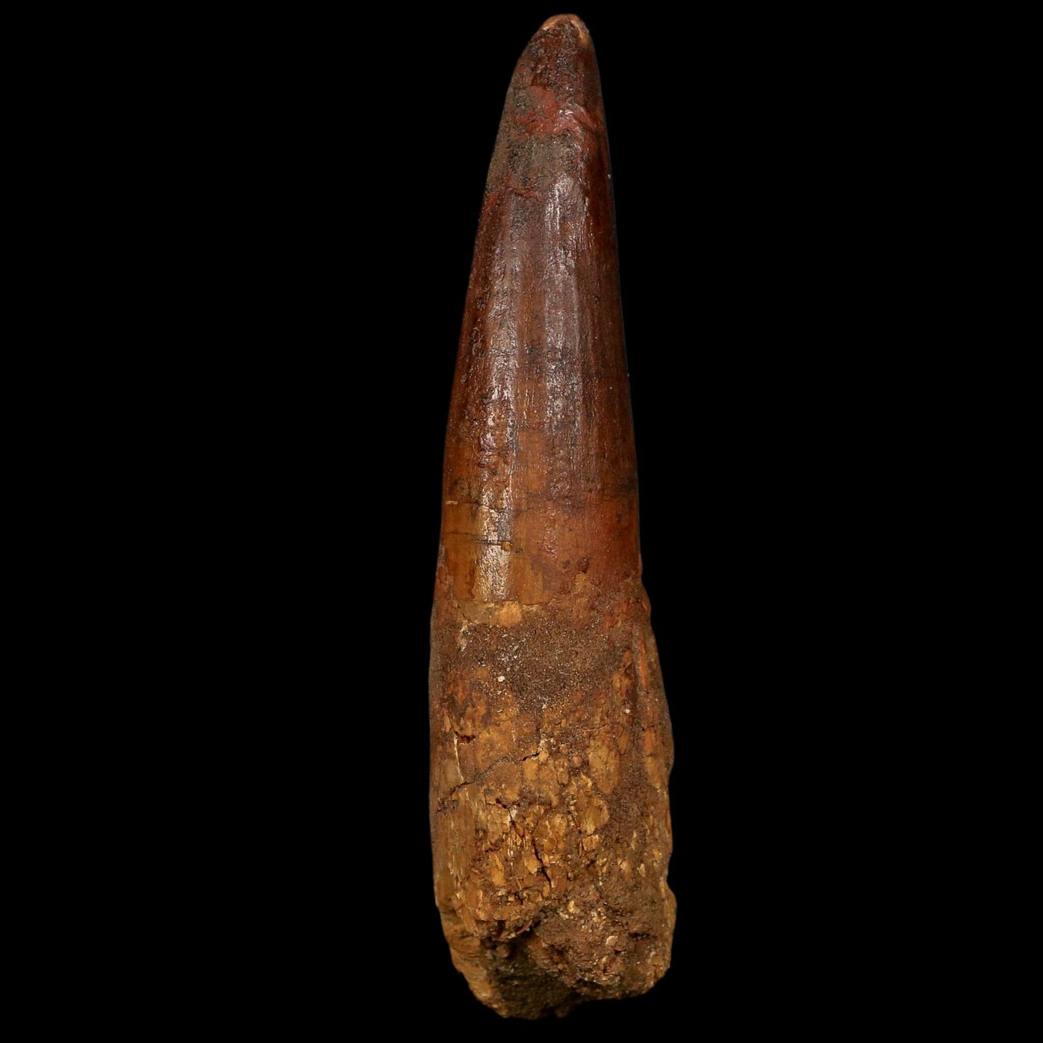 XL 4" Spinosaurus Fossil Tooth 100 Million Years Old Cretaceous Dinosaur COA