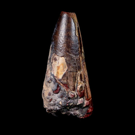 2.3" Sarcosuchus Imperator Crocodile Fossil Tooth Elrhaz FM Cretaceous Niger COA