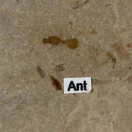 0.3" Fossil Ant Insect Green River Formation Uintah County Utah Eocene Age