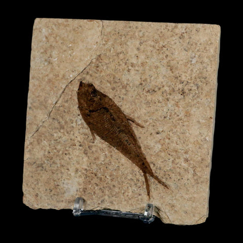 2.8" Diplomystus Dentatus Fossil Fish Green River FM WY Eocene Age COA, Stand