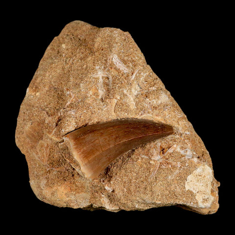 1.6" Mosasaur Hoffmanni Fossil Tooth In Matrix Cretaceous Dinosaur Era COA - Fossil Age Minerals