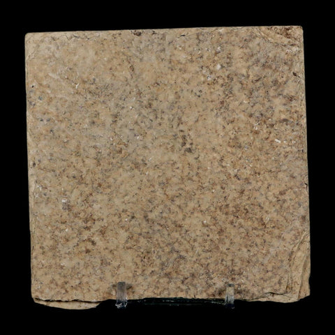 2.8" Diplomystus Dentatus Fossil Fish Green River FM WY Eocene Age COA, Stand