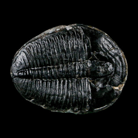 1.6" Elrathia Kingi Trilobite Fossil Utah Cambrian Age 521 Million Years Old COA