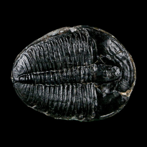 1.6" Elrathia Kingi Trilobite Fossil Utah Cambrian Age 521 Million Years Old COA - Fossil Age Minerals