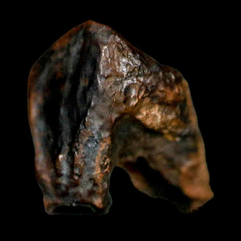 XL 0.8" Triceratops Fossil Tooth Hell Creek FM Cretaceous Dinosaur MT COA Display