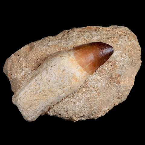 4.2" Mosasaur Prognathodon Fossil Tooth Rooted Cretaceous Dinosaur Era COA - Fossil Age Minerals