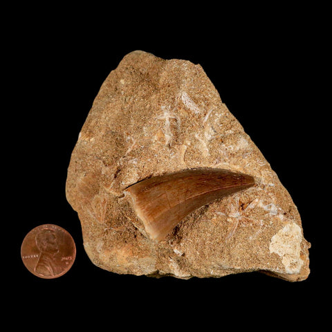 1.6" Mosasaur Hoffmanni Fossil Tooth In Matrix Cretaceous Dinosaur Era COA - Fossil Age Minerals