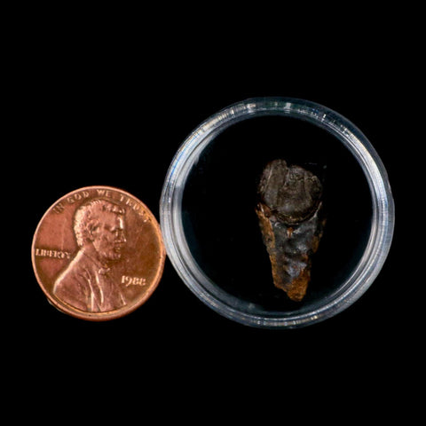 XL 0.8" Triceratops Fossil Tooth Hell Creek FM Cretaceous Dinosaur MT COA Display