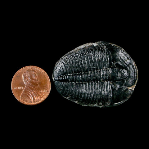 1.6" Elrathia Kingi Trilobite Fossil Utah Cambrian Age 521 Million Years Old COA - Fossil Age Minerals