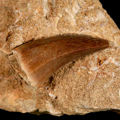 Mosasaur Hoffmanni Collection