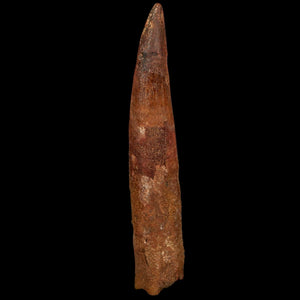 XL 4.3