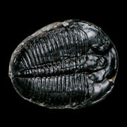 1.6" Elrathia Kingi Trilobite Fossil Utah Cambrian Age 521 Million Years Old COA