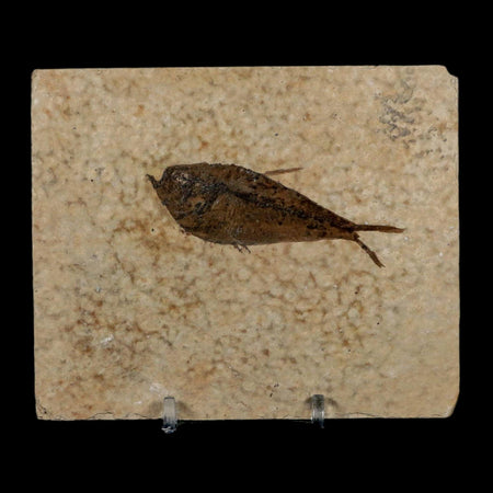 2.7" Diplomystus Dentatus Fossil Fish Green River FM WY Eocene Age COA, Stand
