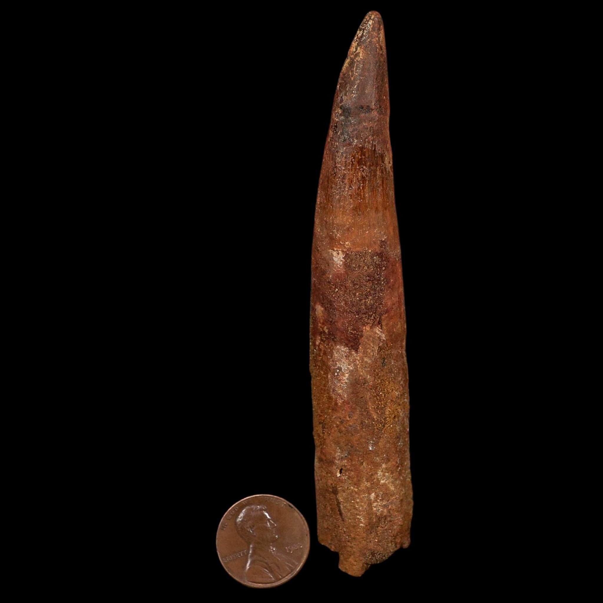 XL 4.3" Spinosaurus Fossil Tooth 100 Million Years Old Cretaceous Dinosaur COA