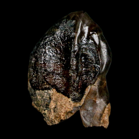 0.4" Triceratops Fossil Crown Tooth Hell Creek FM Cretaceous Dinosaur MT COA