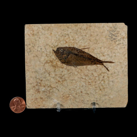 2.7" Diplomystus Dentatus Fossil Fish Green River FM WY Eocene Age COA, Stand