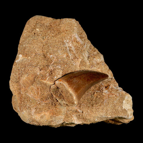 1.6" Mosasaur Hoffmanni Fossil Tooth In Matrix Cretaceous Dinosaur Era COA - Fossil Age Minerals