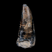 1.9" Sarcosuchus Imperator Crocodile Fossil Tooth Elrhaz FM Cretaceous Niger COA