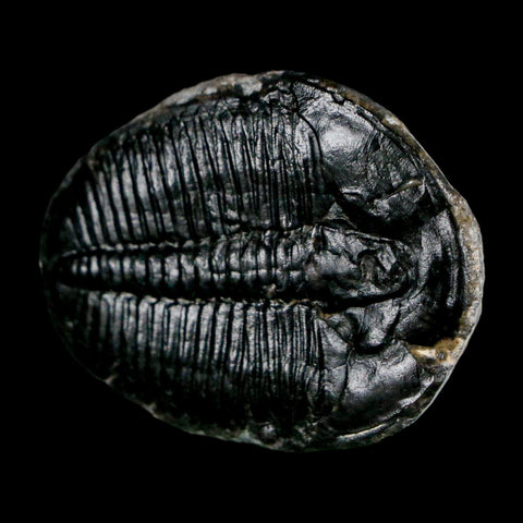 1.6" Elrathia Kingi Trilobite Fossil Utah Cambrian Age 521 Million Years Old COA - Fossil Age Minerals