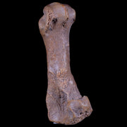 3.5" Extinct Cave Bear Ursus Spelaeus Hand Paw Bone Pleistocene Age Romania COA