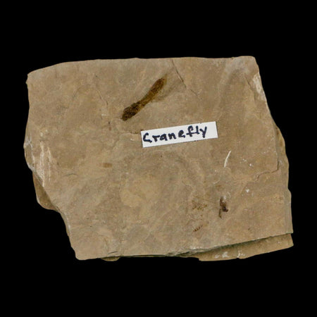 0.5" Fossil Crane Fly Insect Green River FM Uintah County Utah Eocene Age