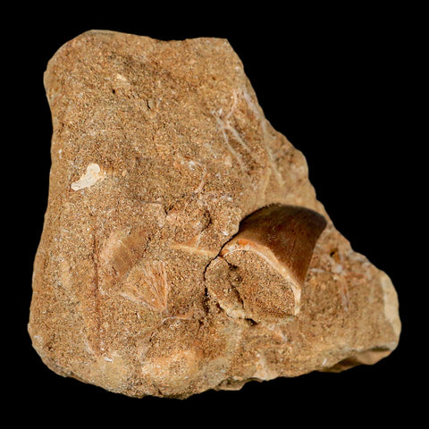 1.6" Mosasaur Hoffmanni Fossil Tooth In Matrix Cretaceous Dinosaur Era COA - Fossil Age Minerals
