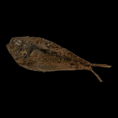 2.7" Diplomystus Dentatus Fossil Fish Green River FM WY Eocene Age COA, Stand