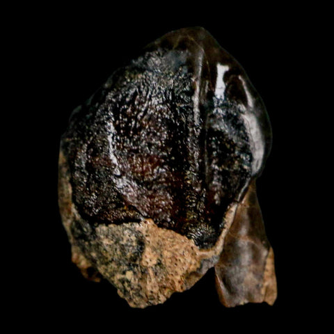 0.4" Triceratops Fossil Crown Tooth Hell Creek FM Cretaceous Dinosaur MT COA