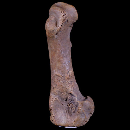 3.5" Extinct Cave Bear Ursus Spelaeus Hand Paw Bone Pleistocene Age Romania COA