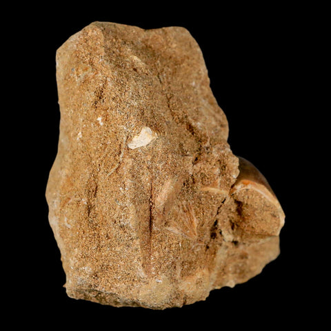1.6" Mosasaur Hoffmanni Fossil Tooth In Matrix Cretaceous Dinosaur Era COA - Fossil Age Minerals