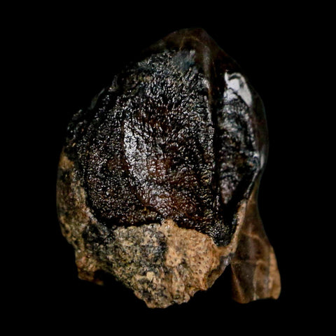 0.4" Triceratops Fossil Crown Tooth Hell Creek FM Cretaceous Dinosaur MT COA