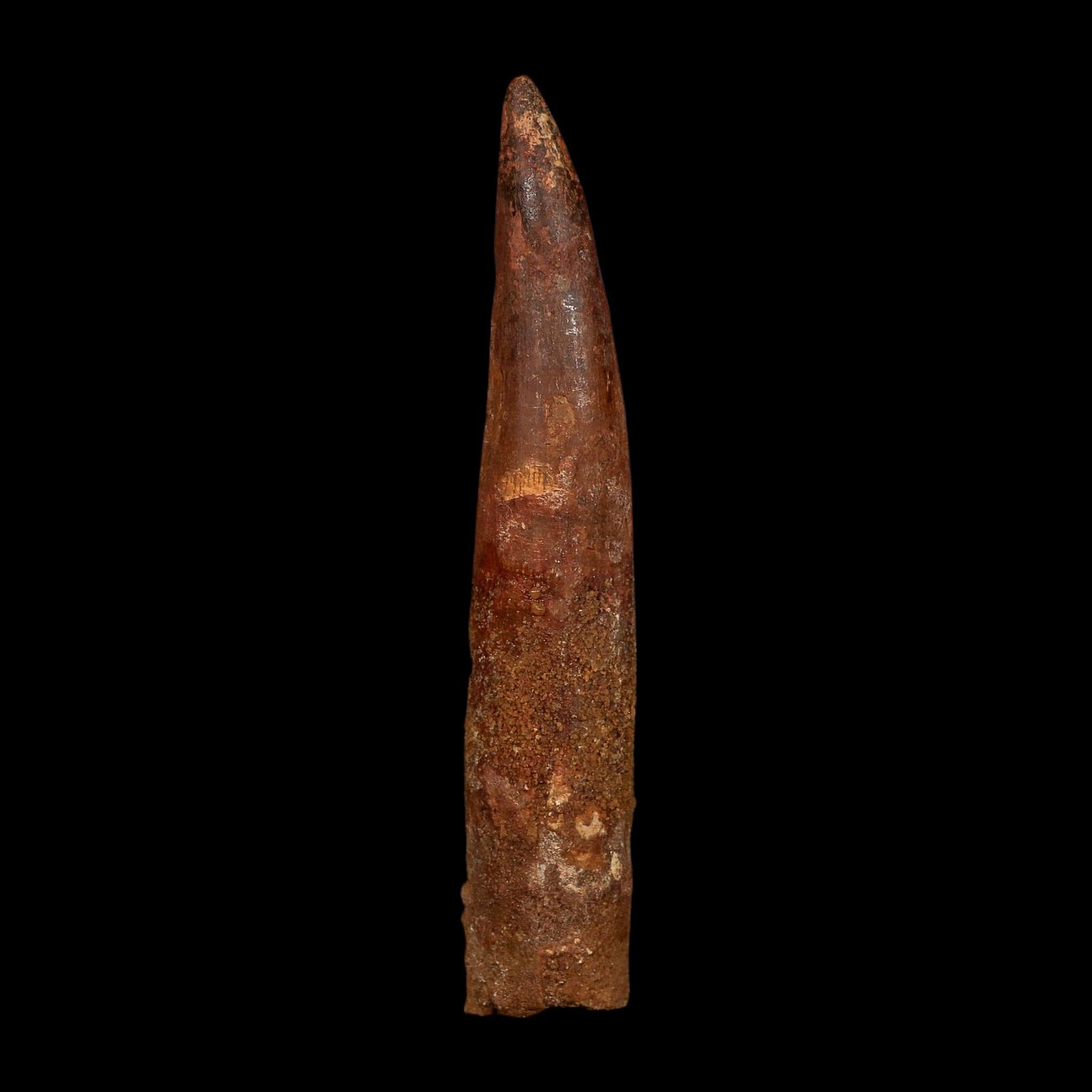 XL 4.3" Spinosaurus Fossil Tooth 100 Million Years Old Cretaceous Dinosaur COA