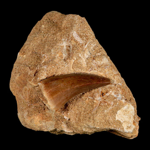 1.6" Mosasaur Hoffmanni Fossil Tooth In Matrix Cretaceous Dinosaur Era COA - Fossil Age Minerals
