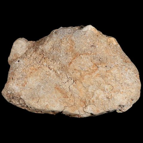 4.2" Mosasaur Prognathodon Fossil Tooth Rooted Cretaceous Dinosaur Era COA - Fossil Age Minerals