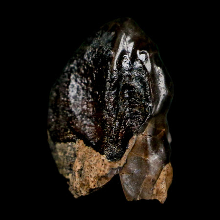 0.4" Triceratops Fossil Crown Tooth Hell Creek FM Cretaceous Dinosaur MT COA