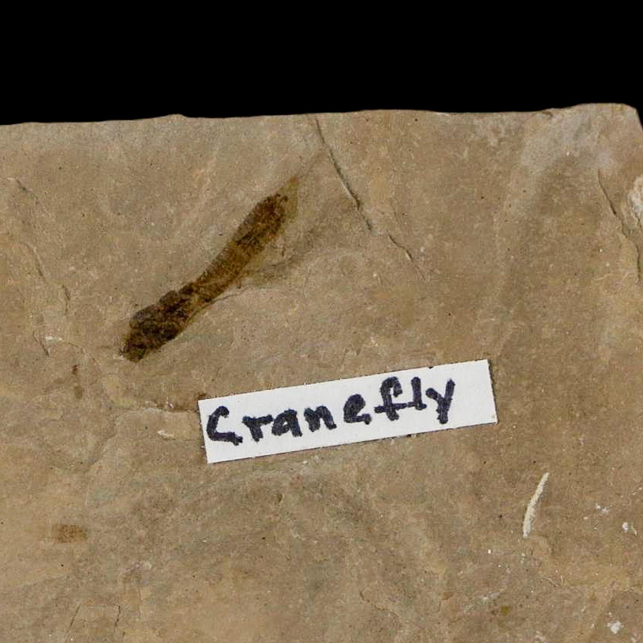 0.5" Fossil Crane Fly Insect Green River FM Uintah County Utah Eocene Age - Fossil Age Minerals