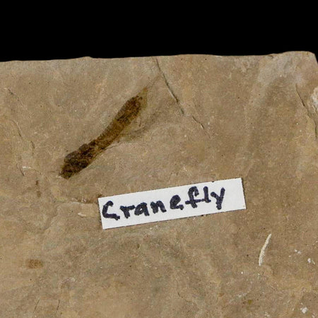 0.5" Fossil Crane Fly Insect Green River FM Uintah County Utah Eocene Age