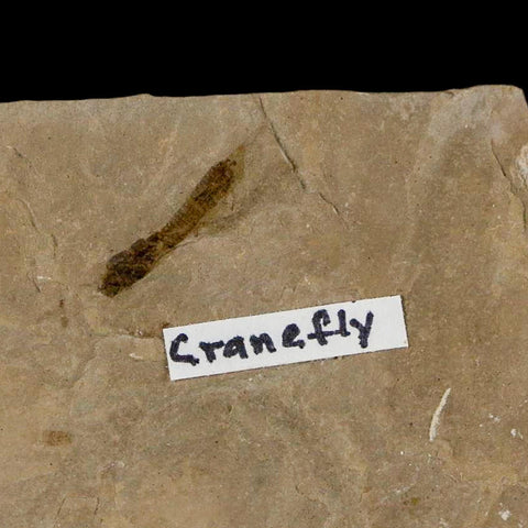 0.5" Fossil Crane Fly Insect Green River FM Uintah County Utah Eocene Age - Fossil Age Minerals