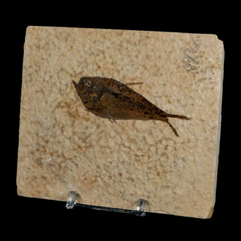 2.7" Diplomystus Dentatus Fossil Fish Green River FM WY Eocene Age COA, Stand