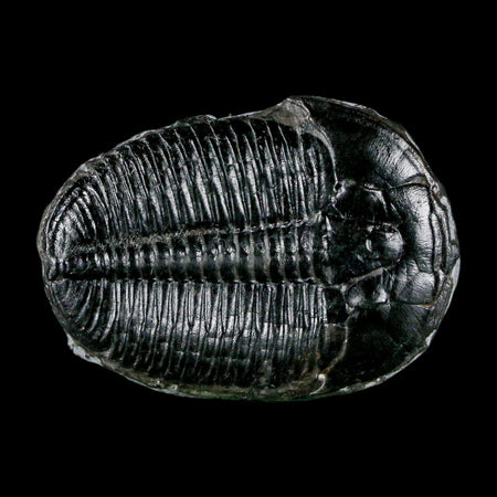 1.6" Elrathia Kingi Trilobite Fossil Utah Cambrian Age 521 Million Years Old COA