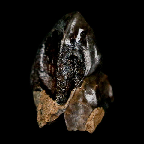 0.4" Triceratops Fossil Crown Tooth Hell Creek FM Cretaceous Dinosaur MT COA