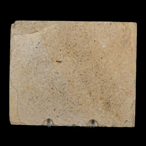 2.7" Diplomystus Dentatus Fossil Fish Green River FM WY Eocene Age COA, Stand