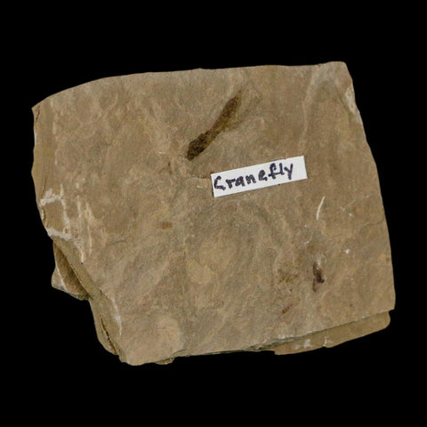 0.5" Fossil Crane Fly Insect Green River FM Uintah County Utah Eocene Age - Fossil Age Minerals