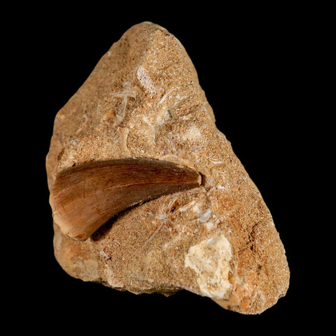 1.6" Mosasaur Hoffmanni Fossil Tooth In Matrix Cretaceous Dinosaur Era COA - Fossil Age Minerals