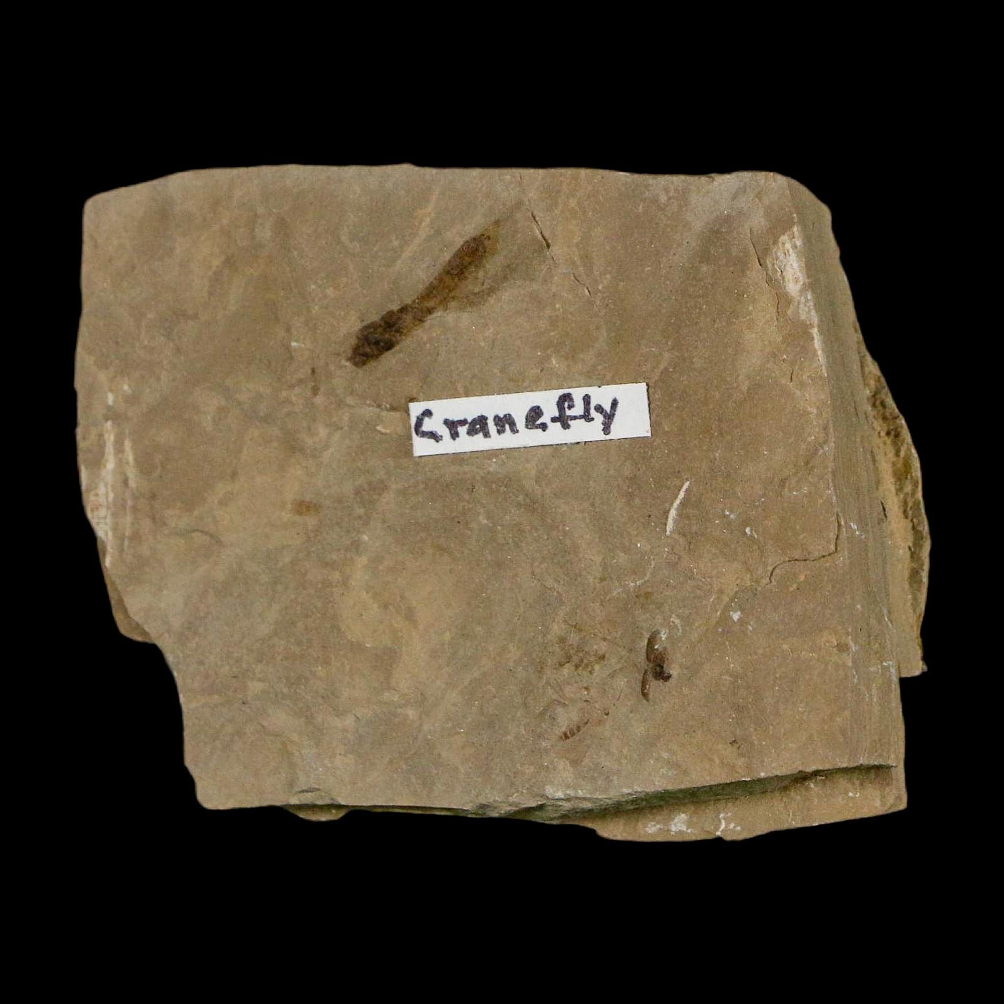 0.5" Fossil Crane Fly Insect Green River FM Uintah County Utah Eocene Age - Fossil Age Minerals